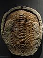 Trilobite fossil, Desert Museum