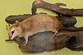 Vieraugen-Opossum (Metachirus nudicaudatus)