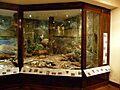 Vitrina de fauna patagónica