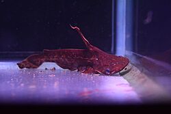 Wallace's shoehead cat (Tetranematichthys wallacei).jpg