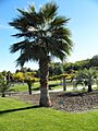Washingtonia robusta Habitus 2010-10-26 ArboretoParqueElPilarCiudadReal