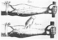 William Harvey ( 1578-1657) Venenbild