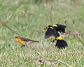 Xanthopsar flavus (pair) -Argentina-6