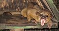 Yawning kinkajou-2