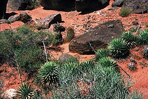 Archivo:Yucca nana fh 1180.31 Scl.parviflorus fh 69.104 UT B