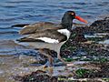 American Oystercatcher (Haematopus palliatus) RWD2