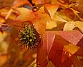 American Sweetgum Liquidambar styraciflua Fruit Context 2500px