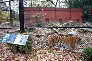 Archivo:Amur Tiger enclosure, Beardsley Zoo, 2009-11-06