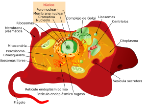Archivo:Animal cell structure es