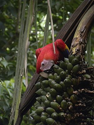 Archivo:Ara macao feeding on Attalea fruits