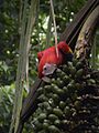 Ara macao feeding on Attalea fruits
