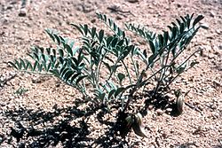 Astragalus ertterae Habit flinton lg.jpg