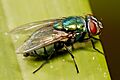 Australian sheep blowfly