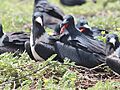 Baker Great Frigate Bird Pair (14365074160)