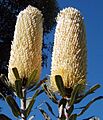 Banksia sceptrum chris email
