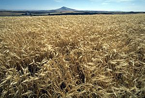 Archivo:Barley