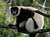 Black-and-White Ruffed Lemur, Mantadia, Madagascar.jpg