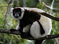 Black-and-White Ruffed Lemur, Mantadia, Madagascar
