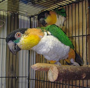 Archivo:Black-headed Caique adult pets in cage