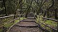 Bosque Encantado, Parque nacional de Garajonay, La Gomera, España, 2012-12-14, DD 19