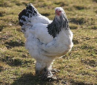 Brahmahenne, schwarz-weiß-columbia.JPG