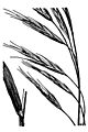 Bromus vulgaris HC-1950