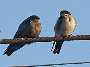 Archivo:Brown-bellied Swallow and Blue-and-white Swallow RWD
