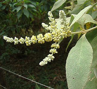 Buddleja americana (11651195096).jpg