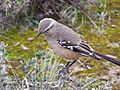 Calandria Mora 3