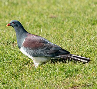 Chatham Pigeon (Hemiphaga chathamensis).jpg