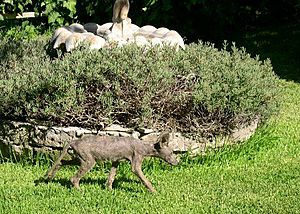 Archivo:Coyote with mange
