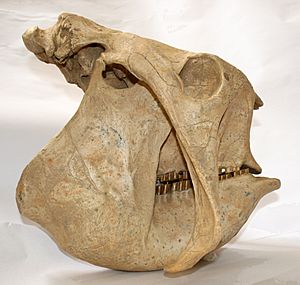 Archivo:Craneo de Glyptodon