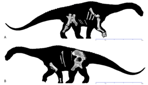 Archivo:Diamantinasaurus skeletals