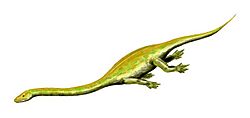 Dinocephalosaurus BW.jpg