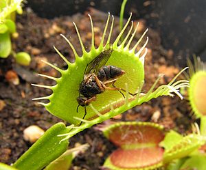 Archivo:Dionaea, muscoid fly