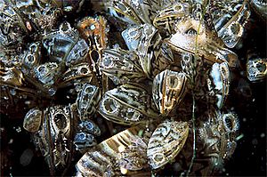Archivo:Dreissena polymorpha