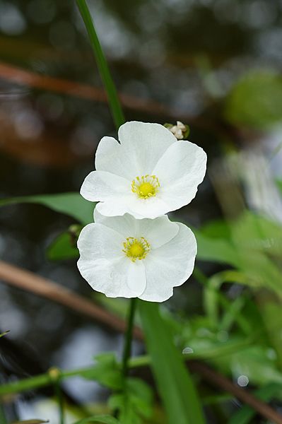 Echinodorus cordifolius 01