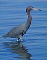 Egretta caerulea