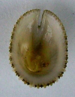 Archivo:Emarginula striatula (underside view)