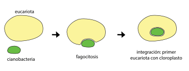 Archivo:Endosimbiosis y primer cloroplasto