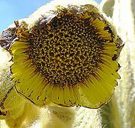 Archivo:Espeletia hartwegiana, known as Frailejon. (9436325301)