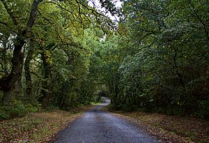 Archivo:Estrada con acceso ao regato do Cepelo