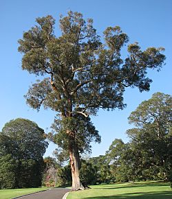 Archivo:Eucalyptus muelleriana