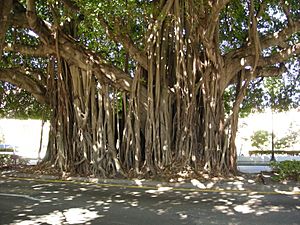 Archivo:Ficus-Benghalensis-Coral-Gables