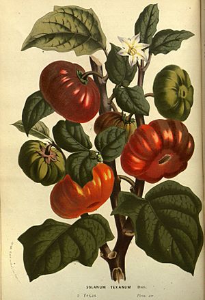 Archivo:Flore des serres v14 013a