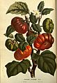 Flore des serres v14 013a