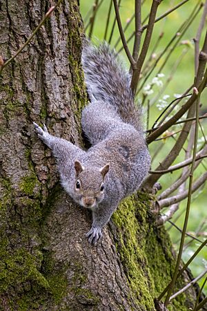Archivo:Grey squirrel (sciurus carolinensis) on a tree in Bute Park, Cardiff