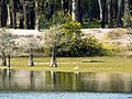 Habitante del Parque F. D. Roosvelt