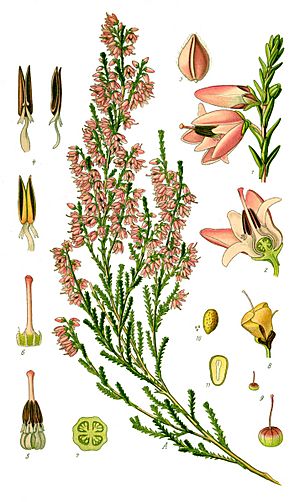Archivo:Illustration Calluna vulgaris0