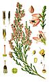Illustration Calluna vulgaris0